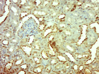 Phospho-Mcl1 (Ser159 + Thr163) Rabbit Polyclonal Antibody
