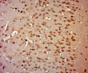 Phospho-Mcl1 (Ser159 + Thr163) Rabbit Polyclonal Antibody