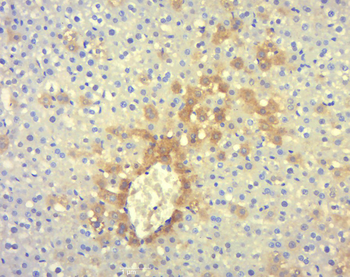 Phospho-MLK3 (Thr277 + Ser281) Rabbit Polyclonal Antibody