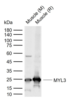 MYL3 Rabbit Polyclonal Antibody