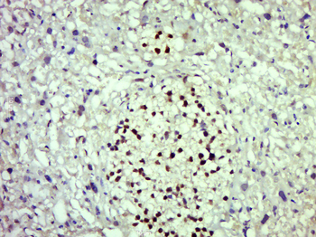 Myt1 Rabbit Polyclonal Antibody