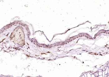 RHEB Rabbit Polyclonal Antibody