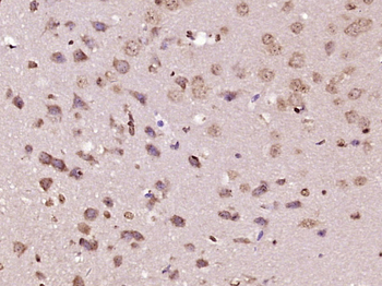 MSH gamma 1 Rabbit Polyclonal Antibody