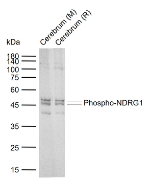 Phospho-NDRG1 (Thr346) Rabbit Polyclonal Antibody