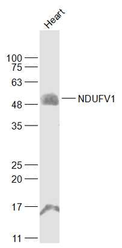 NDUFV1 Rabbit Polyclonal Antibody