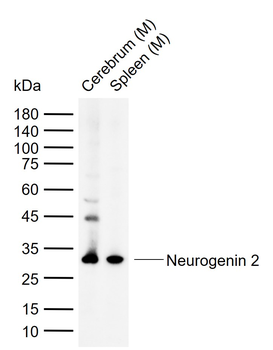 Neurogenin 2 Rabbit Polyclonal Antibody