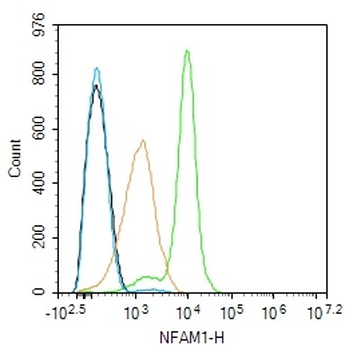 NFAM1 Rabbit Polyclonal Antibody