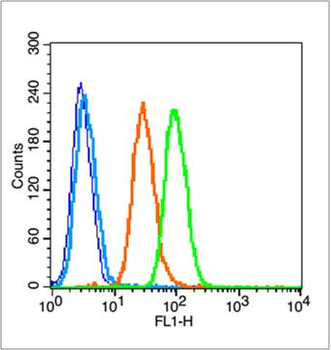 Phospho-NFKB1 (Ser337) Rabbit Polyclonal Antibody