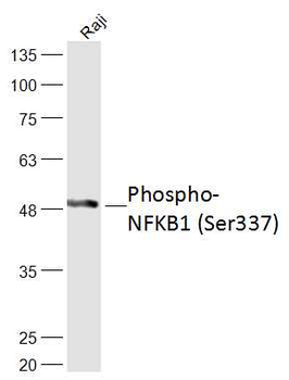 Phospho-NFKB1 (Ser337) Rabbit Polyclonal Antibody