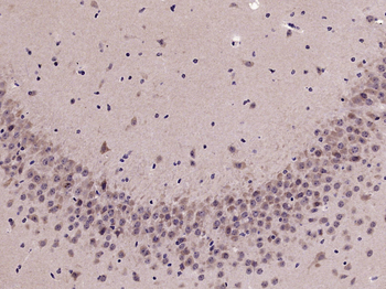 Phospho-Nrf2 (Ser40) Rabbit Polyclonal Antibody