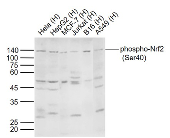 Phospho-Nrf2 (Ser40) Rabbit Polyclonal Antibody