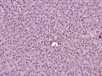 Phospho-CDKN1A/p21 (Thr145) Rabbit Polyclonal Antibody