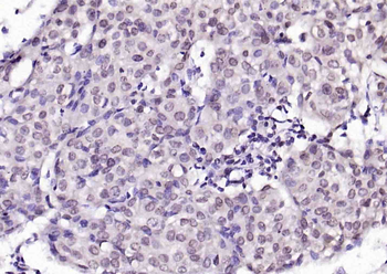 Phospho-CDKN1A/p21 (Ser130) Rabbit Polyclonal Antibody