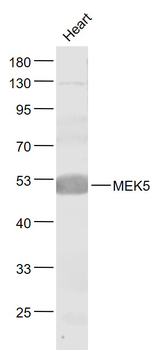 MEK5 Rabbit Polyclonal Antibody