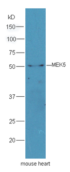 MEK5 Rabbit Polyclonal Antibody