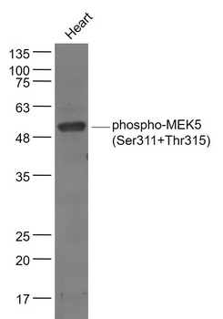 Phospho-MEK5 (Ser311+Thr315) Rabbit Polyclonal Antibody