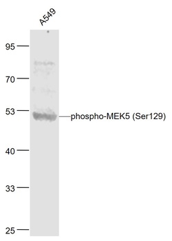 MEK5 (phospho-Ser129) antibody