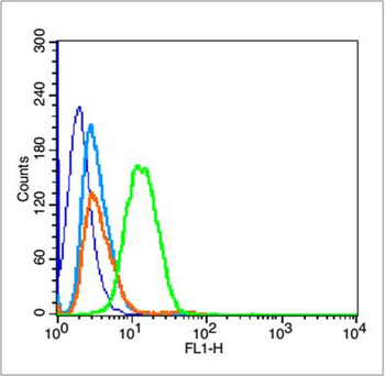 Phospho-P53 (Thr55) Rabbit Polyclonal Antibody