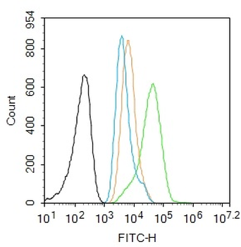 Phospho-P53 (Thr55) Rabbit Polyclonal Antibody