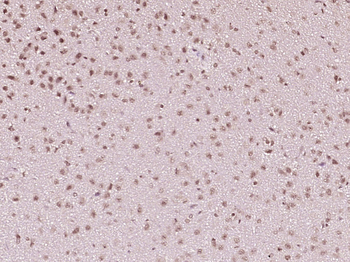 Phospho-RPS6KB1 (Ser434) Rabbit Polyclonal Antibody