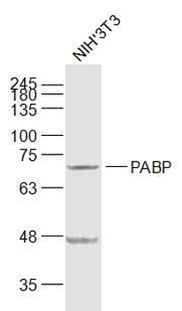 PABP Rabbit Polyclonal Antibody