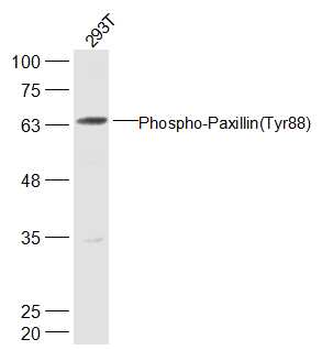 Phospho-Paxillin (Tyr88) Rabbit Polyclonal Antibody
