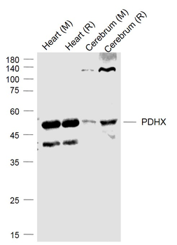 PDHX Rabbit Polyclonal Antibody