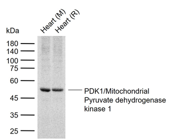 PDK1/Mitochondrial Pyruvate dehydrogenase kinase 1 Rabbit Polyclonal Antibody