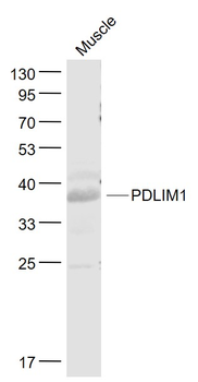 PDLIM1 Rabbit Polyclonal Antibody