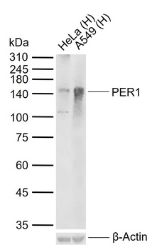 PER1 protein antibody