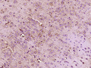 PER2 Rabbit Polyclonal Antibody