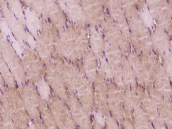 PER2 Rabbit Polyclonal Antibody