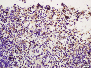 Phospho-PI 3 Kinase p110 delta (Tyr524) Rabbit Polyclonal Antibody