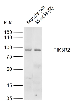 PIK3R2 Rabbit Polyclonal Antibody