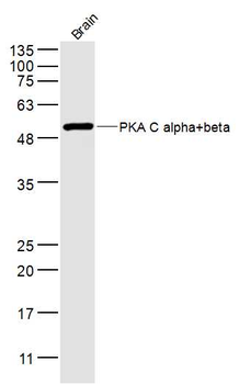 PKA C alpha + beta Rabbit Polyclonal Antibody