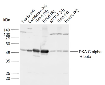 PKA C alpha + beta Rabbit Polyclonal Antibody