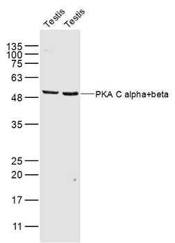 PKA C alpha + beta Rabbit Polyclonal Antibody