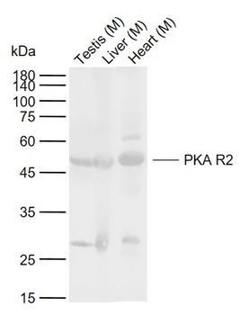 PRKAR2A Rabbit Polyclonal Antibody