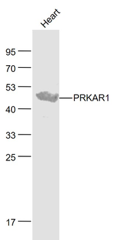 PRKAR1 Rabbit Polyclonal Antibody