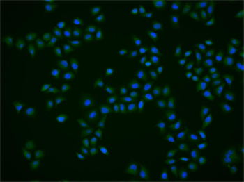 Phospho-PLK1 (Ser137) Rabbit Polyclonal Antibody