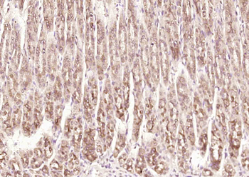 PNPO Rabbit Polyclonal Antibody