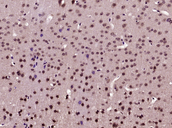 Phospho-AKT1 (Ser129) Rabbit Polyclonal Antibody