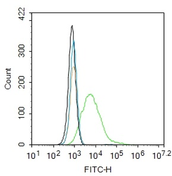 Phospho-AKT1 (Thr34) Rabbit Polyclonal Antibody