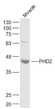PHD2 Rabbit Polyclonal Antibody