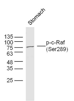 Phospho-RAF1 (Ser289) Rabbit Polyclonal Antibody