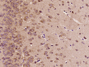 Phospho-RAF1 (Thr269) Rabbit Polyclonal Antibody
