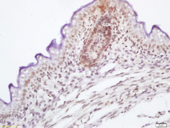 Phospho-RAF1 (Ser339) Rabbit Polyclonal Antibody
