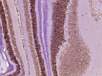 Phospho-Rb (Ser612) Rabbit Polyclonal Antibody