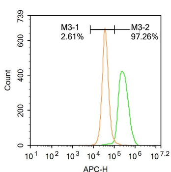 RUNX1 Rabbit Polyclonal Antibody