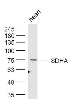 SDHA Rabbit Polyclonal Antibody